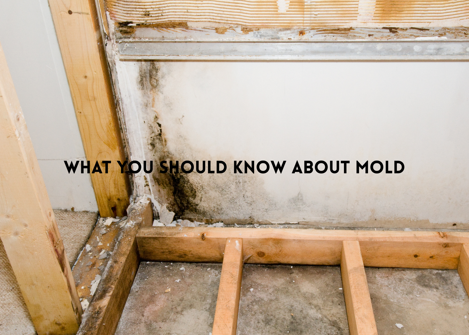 Mold on wall in home