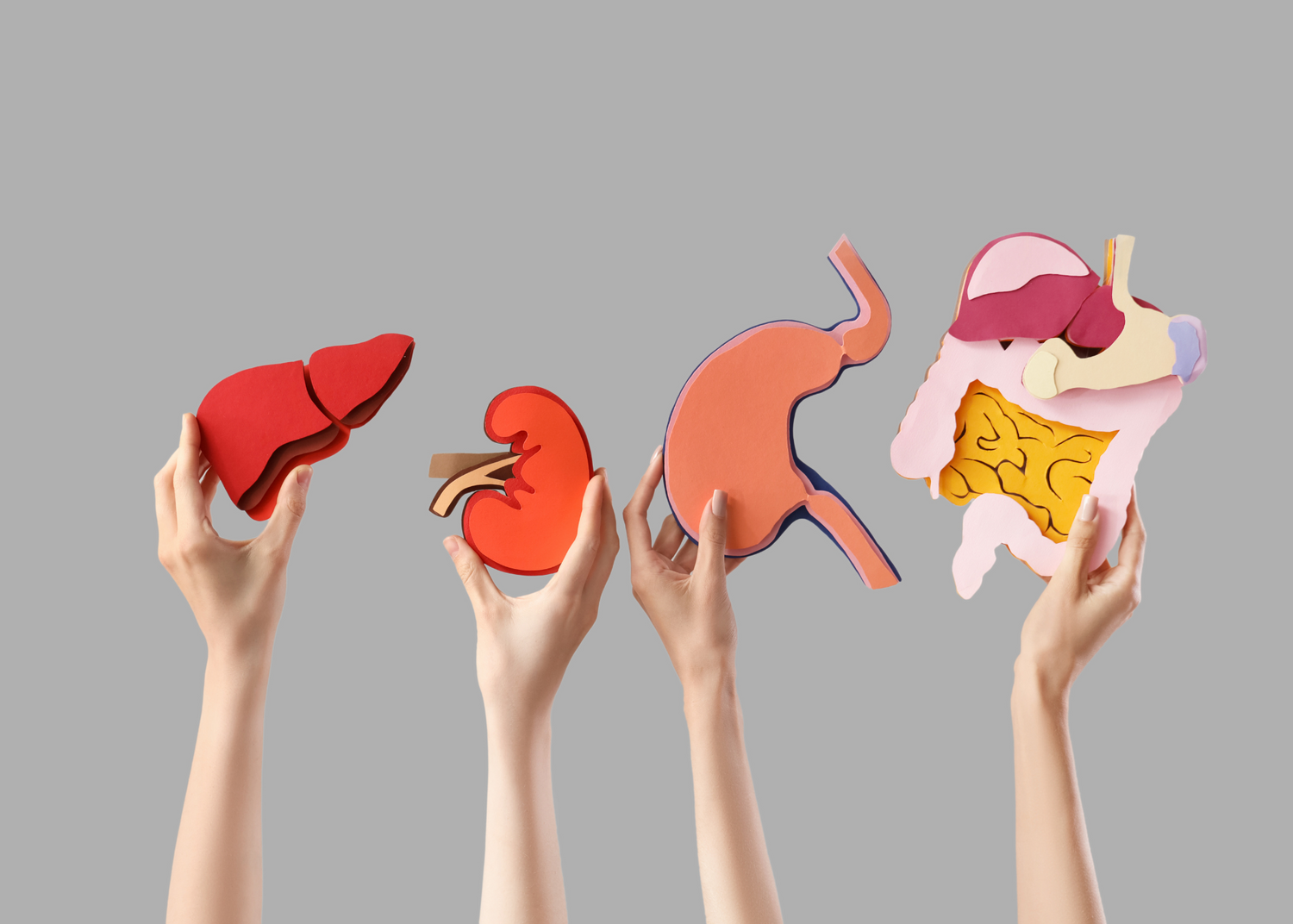 How kidneys and liver act as your body’s natural detox filters