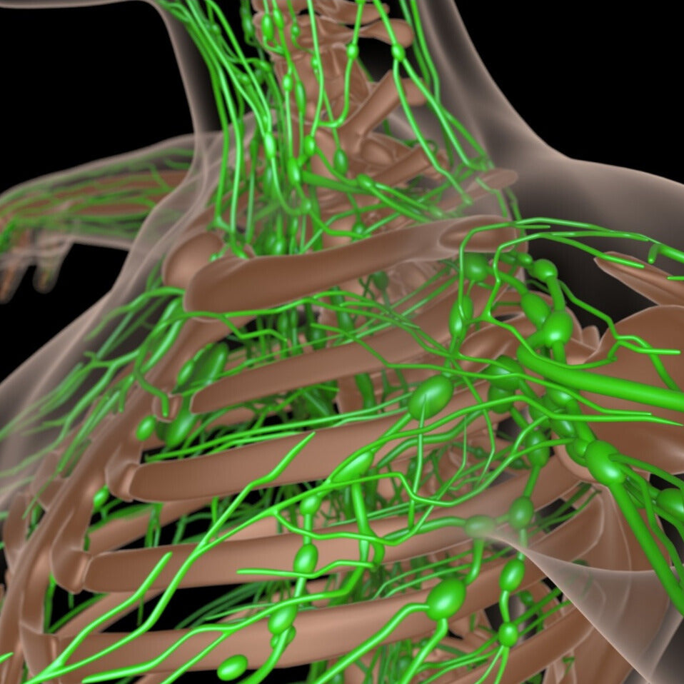 Is Your Lymphatic System Holding You Back?