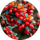 Berberine